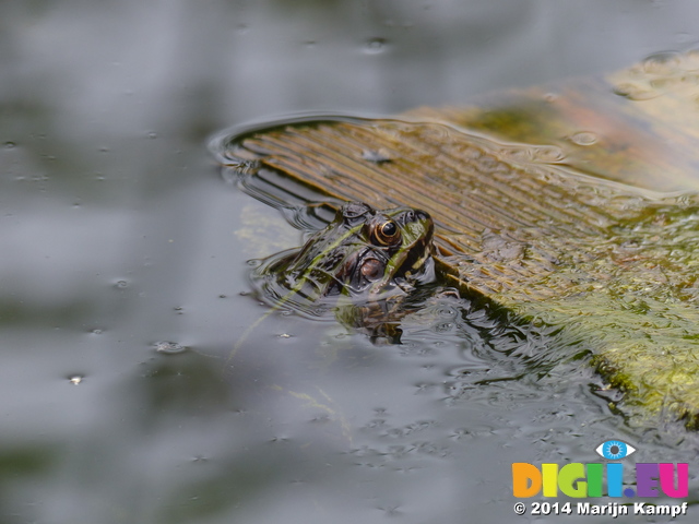 FZ008067 Submerged Marsh frog (Pelophylax ridibundus)